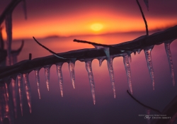 Frozen