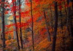 The Depths of Autumn