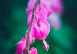 A New Heart