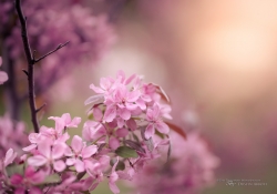 Spring's Bounty