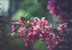 Fleeting Moments of Beauty