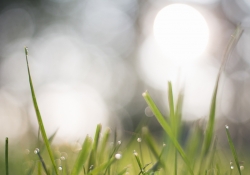There's Bokeh Everywhere