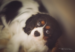 Am I Not Cute?