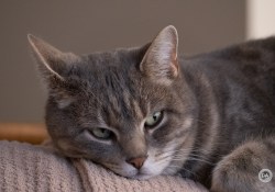 18-Animal-1