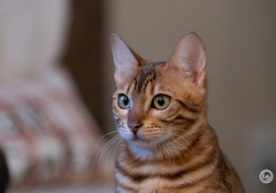 38-Nala