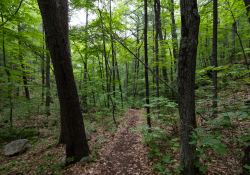 34-Forest-Greens-1 34-Forest-Greens-1