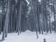 GFX100-Samples-24
