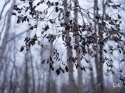 GFX100-Samples-26