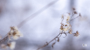GFX100-Samples-27