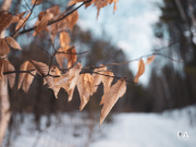 GFX100-Samples-46