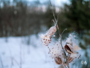 GFX100-Samples-49