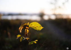 30-Manual-Focus-1 30-Manual-Focus-1