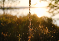 31-Backlit-1 31-Backlit-1