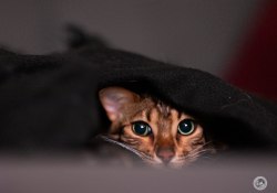 GFx50s-II-Samples-29