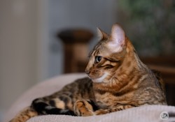 GFx50s-II-Samples-3