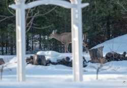30-Deer-Tracking-1
