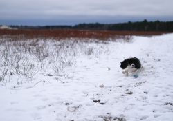 16-Tracking-3