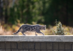 Stalking (Fujinon XF 200mm F2 Review)