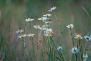 Fujfilm-X-T4-Samples-27