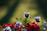 Fujfilm-X-T4-Samples-35