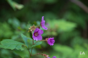 Fujfilm-X-T4-Samples-37