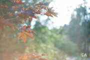 Fujfilm-X-T4-Samples-4