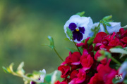 Fujfilm-X-T4-Samples-52