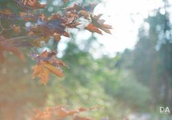 Fujfilm-X-T4-Samples-4