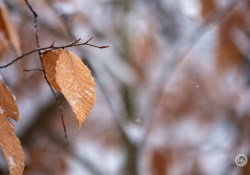 X-T5-Samples-23