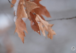 XF150-600-Samples-11