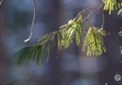 XF150-600-Samples-23