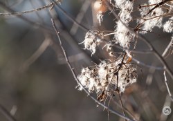 XF150-600-Samples-31