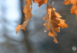 XF150-600-Samples-32
