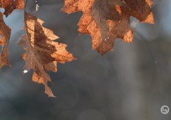 XF150-600-Samples-33