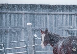 16-Horse-2