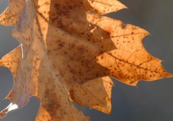 35-Leaves-2