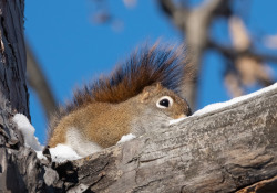 37-Squirrel