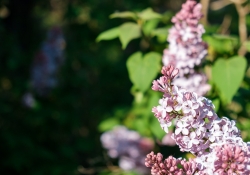 More-18-55-Samples-2