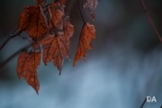 TC Shots-5