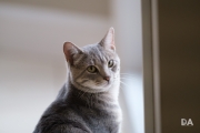 Kitty-2
