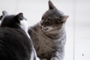 Kitty-3