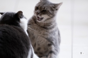 Kitty-4