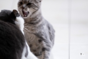 Kitty-5