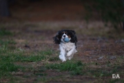Tracking-13