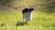 Tracking-3