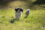 Tracking-4