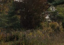 29-Landscape-2