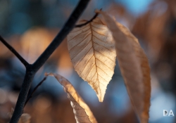 09-Beautiful-Focus