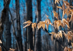 17-Bokeh-2