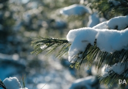17-Bokeh-3